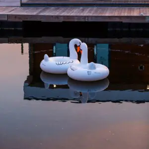 swan floaties in the lake