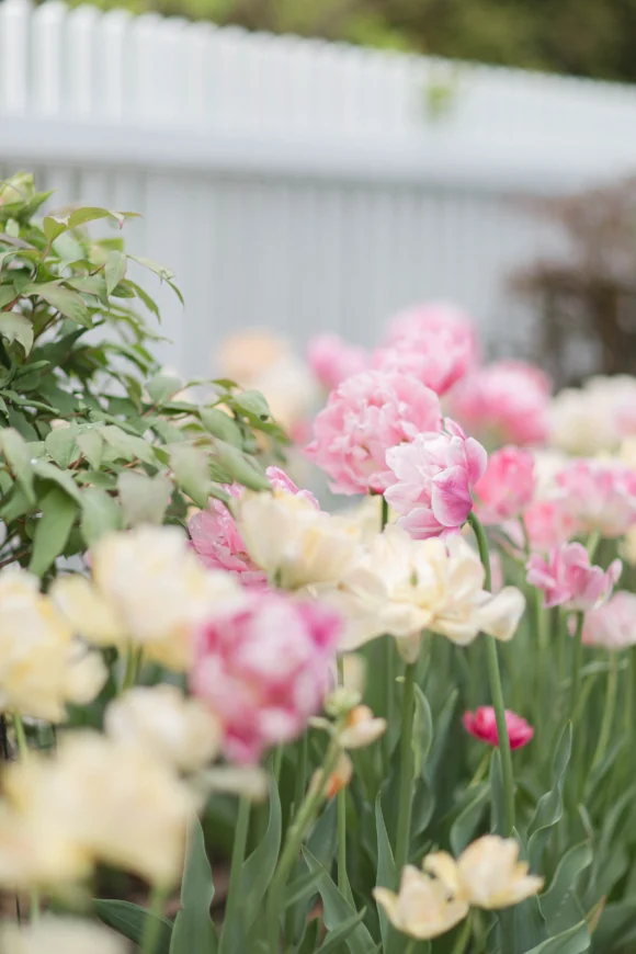 Tulips line the white picket fence at the Woodstock Inn Vermont