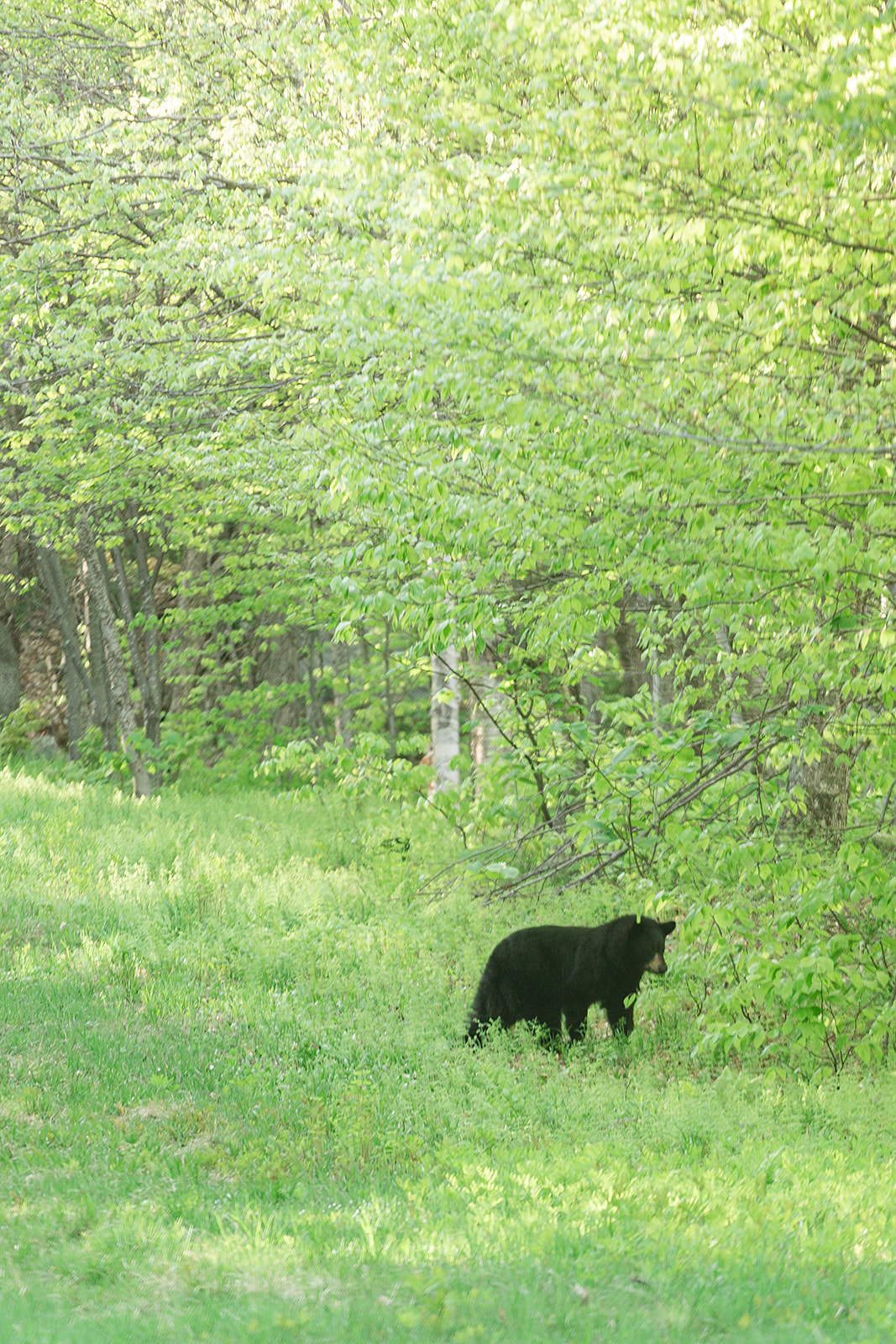 bear cub on the auto road in stowe