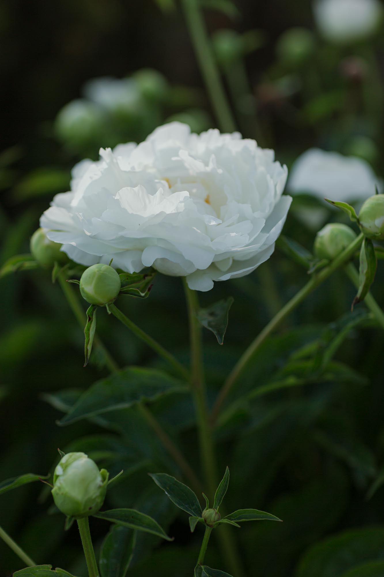 Shelburne Farms Inn formal garden Peony